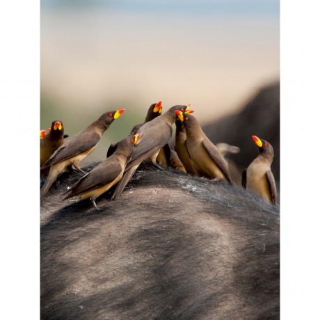 CALVENDO Puzzle CALVENDO Puzzle Rotschnabelmadenhacker Пазл CALVENDO Puzzle Измельчитель красноклювого опарыша