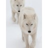 CALVENDO Puzzle CALVENDO Puzzle Emotionale Momente: Der Wolf. Пазл CALVENDO Пазл Эмоциональные моменты: Волк.