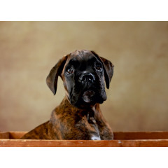 CALVENDO Puzzle CALVENDO Puzzle Gonzo Пазл CALVENDO Puzzle Гонзо