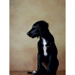 CALVENDO Puzzle CALVENDO Puzzle Hazel Пазл CALVENDO Пазл Хейзел