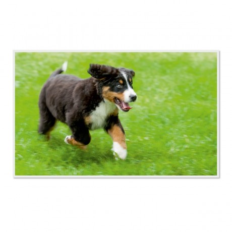 CALVENDO Puzzle CALVENDO Puzzle Emotionale Momente: Berner Sennenhund. \/ CH-Version Пазл CALVENDO Пазл Эмоциональные моменты: Бернский зенненхунд. \/ версия CH