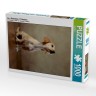 CALVENDO Puzzle CALVENDO Puzzle Lio Пазл CALVENDO Puzzle Лев