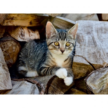 CALVENDO Puzzle CALVENDO Puzzle Niedliches junges Katzchen auf einem Holzstapel Пазл CALVENDO Puzzle Милый котенок на куче дров