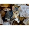 CALVENDO Puzzle CALVENDO Puzzle Niedliches junges Katzchen auf einem Holzstapel Пазл CALVENDO Puzzle Милый котенок на куче дров