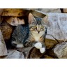 CALVENDO Puzzle CALVENDO Puzzle Niedliches junges Katzchen auf einem Holzstapel Пазл CALVENDO Puzzle Милый котенок на куче дров