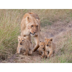 CALVENDO Puzzle CALVENDO Puzzle Emotionale Momente: Lowenbabys Пазл CALVENDO Puzzle Эмоциональные моменты: Львята