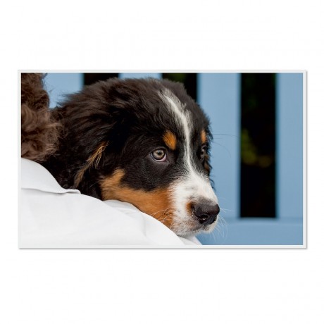 CALVENDO Puzzle CALVENDO Puzzle Emotionale Momente: Berner Sennenhund. \/ CH-Version Пазл CALVENDO Пазл Эмоциональные моменты: Бернский зенненхунд. \/ версия CH
