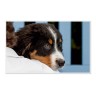 CALVENDO Puzzle CALVENDO Puzzle Emotionale Momente: Berner Sennenhund. \/ CH-Version Пазл CALVENDO Пазл Эмоциональные моменты: Бернский зенненхунд. \/ версия CH