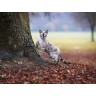 CALVENDO Puzzle CALVENDO Puzzle Bengalkater beim Waldspaziergang Пазл CALVENDO Puzzle Бенгальский кот на прогулке в лесу