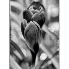 CALVENDO Puzzle CALVENDO Puzzle Krokus abstrakt in schwarz\/weiss Пазл CALVENDO Puzzle crocus abstract в черно-белом цвете