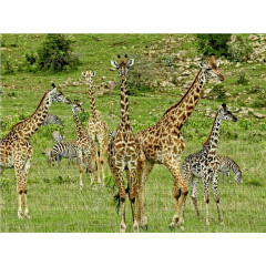 CALVENDO Puzzle CALVENDO Puzzle Giraffen Пазл CALVENDO Пазл жирафы