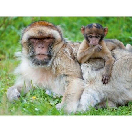 CALVENDO Puzzle CALVENDO Puzzle Berberaffen Пазл CALVENDO Пазл Варварские макаки