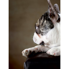 CALVENDO Puzzle CALVENDO Puzzle Prinz Пазл CALVENDO Пазл Принц