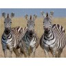 CALVENDO Puzzle CALVENDO Puzzle Zebras bevolkern in grosser Zahl die Savanne. Пазл CALVENDO Puzzle Зебры населяют саванну в большом количестве.