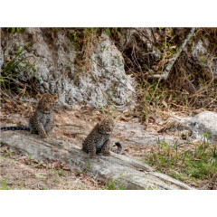 CALVENDO Puzzle CALVENDO Puzzle Emotionale Momente: Leoparden Пазл CALVENDO Puzzle Эмоциональные моменты: леопарды