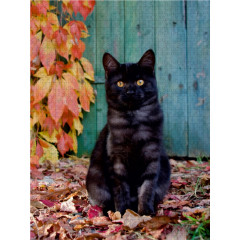 CALVENDO Puzzle CALVENDO Puzzle Niedliches Katzchen mit rotem Weinlaub Пазл CALVENDO Puzzle Милый котенок с листьями красного винограда