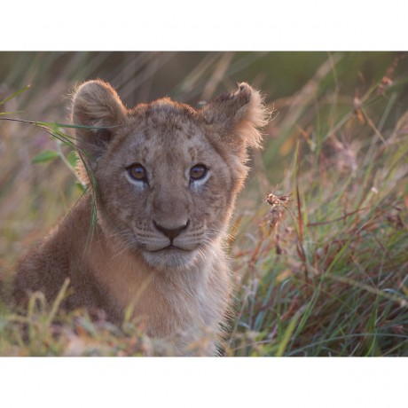 CALVENDO Puzzle CALVENDO Puzzle Emotionale Momente: Lowengesichter Пазл CALVENDO Puzzle Эмоциональные моменты: львиные морды