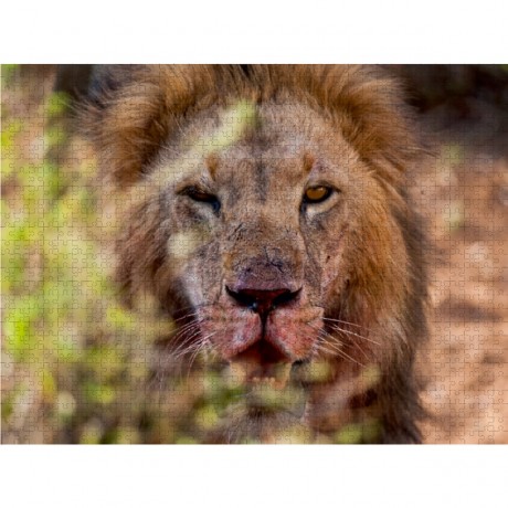 CALVENDO Puzzle CALVENDO Puzzle Emotionale Momente: Lowenkampf  Lowenliebe \/ CH-Version Пазл CALVENDO Puzzle Эмоциональные моменты: бой льва лев любовь / версия CH