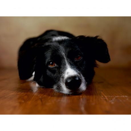 CALVENDO Puzzle CALVENDO Puzzle Jody Пазл CALVENDO Пазл Джоди