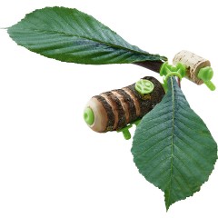 Haba HABA 305344 Terra Kids Connectors – Konstruktions-Set Tiere HABA 305344 Соединители Terra Kids