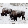 CALVENDO Puzzle CALVENDO Puzzle Bisons am Blacktail Plateau Пазл CALVENDO Puzzle Бизон на плато Блэктейл