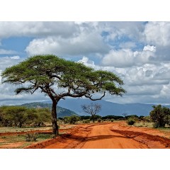 CALVENDO Puzzle CALVENDO Puzzle Tsavo Ost Nationalpark Пазл CALVENDO Puzzle Восточный национальный парк Цаво