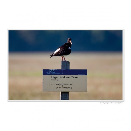 CALVENDO Puzzle CALVENDO Puzzle Emotionale Momente: Die Vogelinsel Texel. \/ CH-Version Пазл CALVENDO Пазл Эмоциональные моменты: Птичий остров Тексел. \/ версия CH