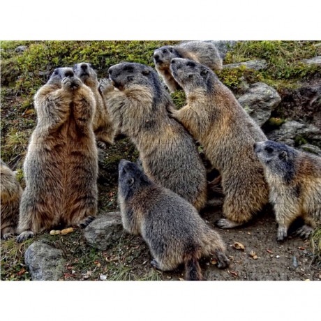 CALVENDO Puzzle CALVENDO Puzzle Rasselbande. Verspielte Murmeltiere in Saas Fee Пазл CALVENDO Пазл маленькие проказники. Игривые сурки в Саас-Фе