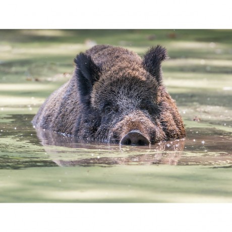 CALVENDO Puzzle CALVENDO Puzzle Emotionale Momente: Wildschweine im Wasser Пазл CALVENDO Puzzle Эмоциональные моменты: Кабан в воде