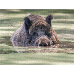 CALVENDO Puzzle CALVENDO Puzzle Emotionale Momente: Wildschweine im Wasser Пазл CALVENDO Puzzle Эмоциональные моменты: Кабан в воде