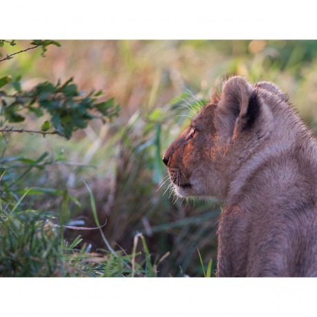 CALVENDO Puzzle CALVENDO Puzzle Emotionale Momente: Lowengesichter Пазл CALVENDO Puzzle Эмоциональные моменты: львиные морды