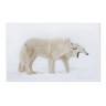 CALVENDO Puzzle CALVENDO Puzzle Emotionale Momente: Polarwolfe. \/ CH-Version Пазл CALVENDO Пазл Эмоциональные моменты: арктические волки. \/ версия CH