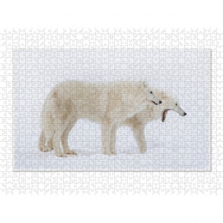 CALVENDO Puzzle CALVENDO Puzzle Emotionale Momente: Polarwolfe. \/ CH-Version Пазл CALVENDO Пазл Эмоциональные моменты: арктические волки. \/ версия CH