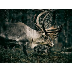 CALVENDO Puzzle CALVENDO Puzzle Rentiere durchstreifen die Finnmark Пазл CALVENDO Puzzle Олени бродят по Финнмарку