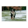 CALVENDO Puzzle CALVENDO Puzzle Emotional Moments: Berner Sennenhund. Пазл CALVENDO Пазл Эмоциональные моменты: Бернский зенненхунд.