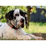 CALVENDO Puzzle CALVENDO Puzzle Deutsche Doggen Пазл CALVENDO Пазл Немецкие доги