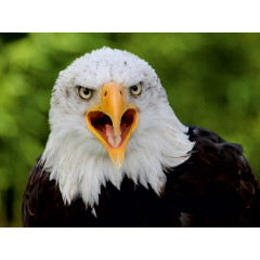 CALVENDO Puzzle CALVENDO Puzzle Weisskopfseeadler Пазл CALVENDO Пазл белоголовый орлан