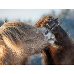 CALVENDO Puzzle CALVENDO Puzzle Auch imn Winter sind die Hengste zartlich zueinander. Пазл CALVENDO Puzzle Даже зимой жеребцы нежно относятся друг к другу.