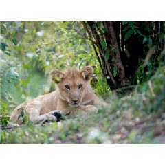 CALVENDO Puzzle CALVENDO Puzzle Emotionale Momente: Liebenswerte Lowenbabys \/ CH-Version Пазл CALVENDO Puzzle Эмоциональные моменты: милые львенки / Swiss version