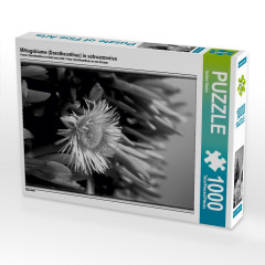 CALVENDO Puzzle CALVENDO Puzzle Mittagsblume (Dorotheanthus) in schwarzweiss Пазл CALVENDO Пазл ледяное растение (Dorotheanthus) в черно-белом цвете