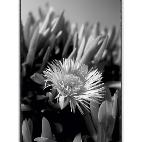 CALVENDO Puzzle CALVENDO Puzzle Mittagsblume (Dorotheanthus) in schwarzweiss Пазл CALVENDO Пазл ледяное растение (Dorotheanthus) в черно-белом цвете