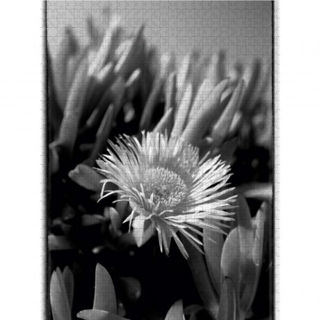 CALVENDO Puzzle CALVENDO Puzzle Mittagsblume (Dorotheanthus) in schwarzweiss Пазл CALVENDO Пазл ледяное растение (Dorotheanthus) в черно-белом цвете