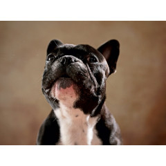 CALVENDO Puzzle CALVENDO Puzzle Carlo Пазл CALVENDO Пазл Carlo