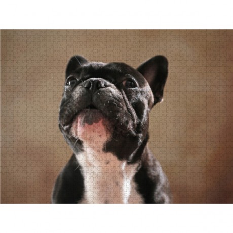 CALVENDO Puzzle CALVENDO Puzzle Carlo Пазл CALVENDO Пазл Carlo