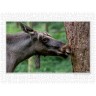 CALVENDO Puzzle CALVENDO Puzzle Emotionale Momente: Europaischer Elch Part II Пазл CALVENDO Puzzle Emotional Moments: European Moose Part II