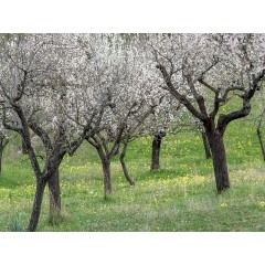 CALVENDO Puzzle CALVENDO Puzzle Emotionale Momente: Mandeln Пазл CALVENDO Puzzle Эмоциональные моменты: Миндаль