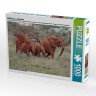 CALVENDO Puzzle CALVENDO Puzzle Wildlife pur....Elefanten Пазл CALVENDO Puzzle Чистая дикая природа....слоны