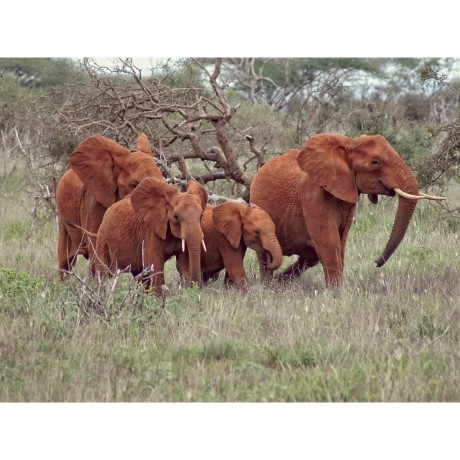 CALVENDO Puzzle CALVENDO Puzzle Wildlife pur....Elefanten Пазл CALVENDO Puzzle Чистая дикая природа....слоны