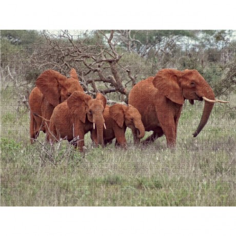 CALVENDO Puzzle CALVENDO Puzzle Wildlife pur....Elefanten Пазл CALVENDO Puzzle Чистая дикая природа....слоны