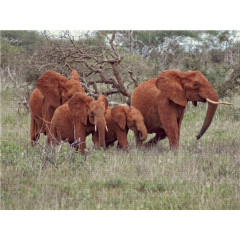 CALVENDO Puzzle CALVENDO Puzzle Wildlife pur....Elefanten Пазл CALVENDO Puzzle Чистая дикая природа....слоны